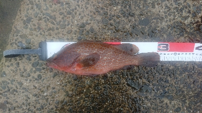 コンディション悪い中