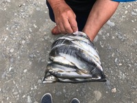 秩父フライフィールド 釣果