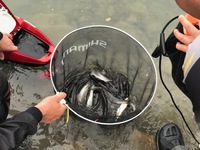 秩父フライフィールド 釣果