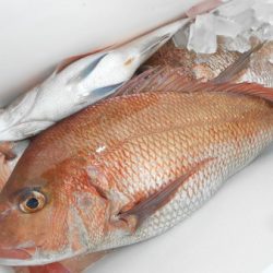 こうゆう丸 釣果