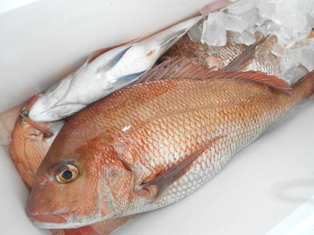 こうゆう丸 釣果