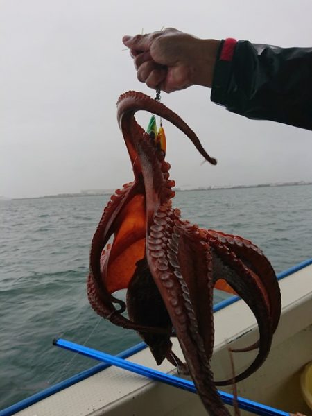 たかみ丸 釣果