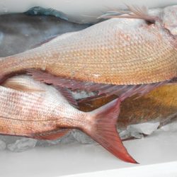 こうゆう丸 釣果