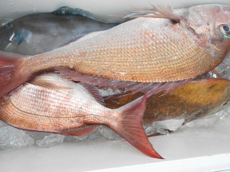 こうゆう丸 釣果