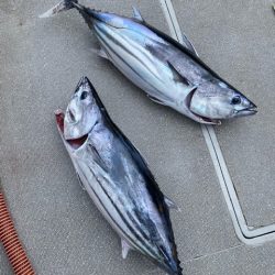 へいみつ丸 釣果