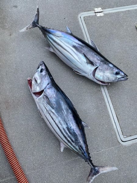 へいみつ丸 釣果