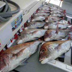 遊漁船 セトマリン 釣果