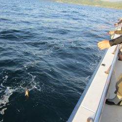 ジギング船 BLUEWATER 釣果