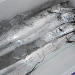 こうゆう丸 釣果