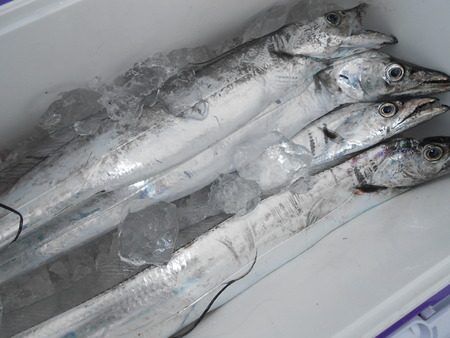 こうゆう丸 釣果