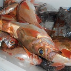 こうゆう丸 釣果