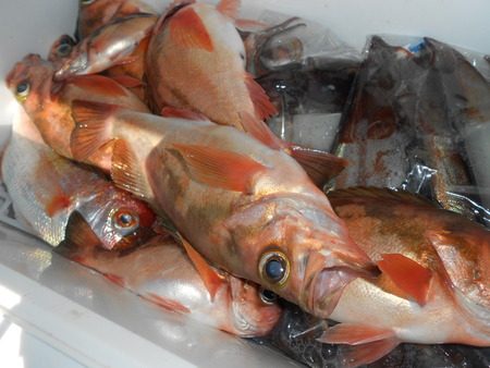 こうゆう丸 釣果