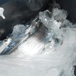 こうゆう丸 釣果