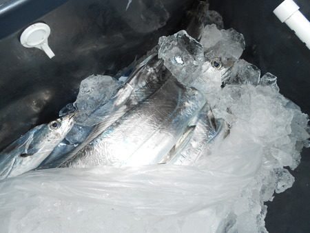 こうゆう丸 釣果