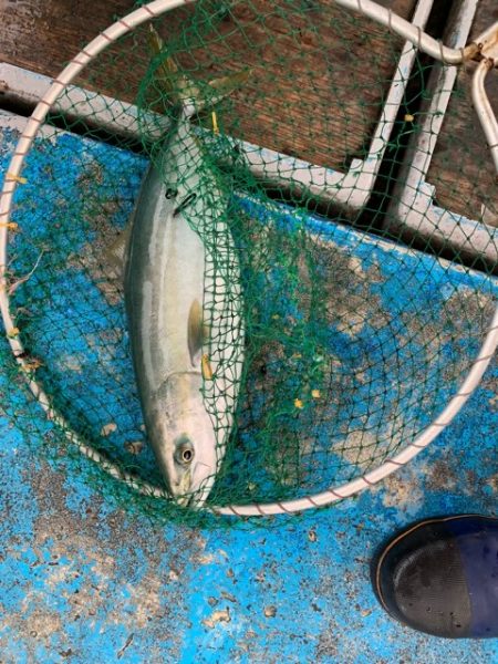 幸吉丸 釣果