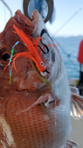 遊漁船 ニライカナイ 釣果