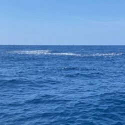 へいみつ丸 釣果