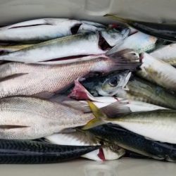 暁〜akatsuki〜 釣果