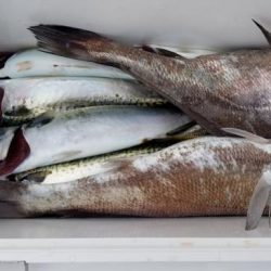 暁〜akatsuki〜 釣果