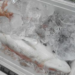 こうゆう丸 釣果