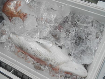 こうゆう丸 釣果