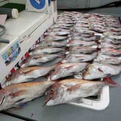 遊漁船 セトマリン 釣果