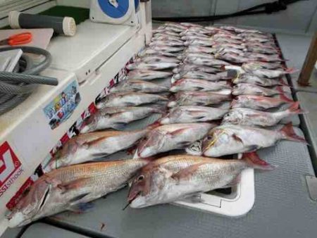 遊漁船 セトマリン 釣果