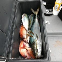 ファイヤードルフィン 釣果