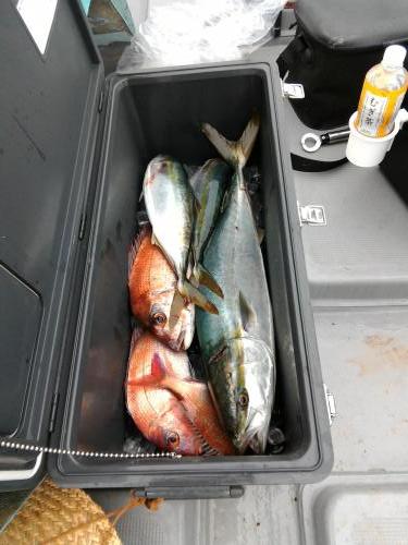 ファイヤードルフィン 釣果