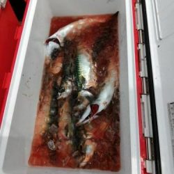 ファイヤードルフィン 釣果