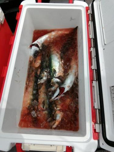 ファイヤードルフィン 釣果