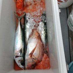 ファイヤードルフィン 釣果