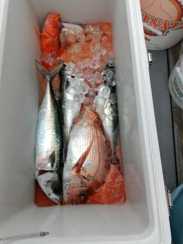 ファイヤードルフィン 釣果