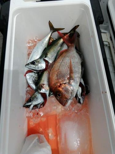 ファイヤードルフィン 釣果