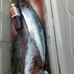 ファイヤードルフィン 釣果