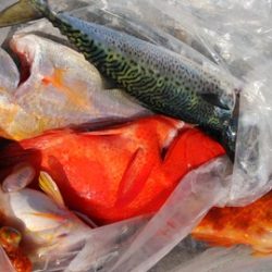 遊漁船 新鋭丸 釣果