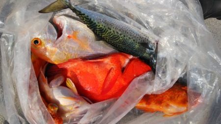 遊漁船 新鋭丸 釣果