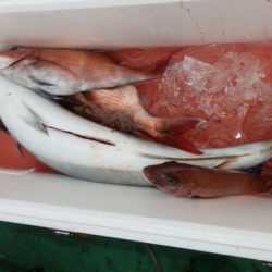 第二むつ漁丸 釣果