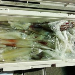 第二大福丸 釣果