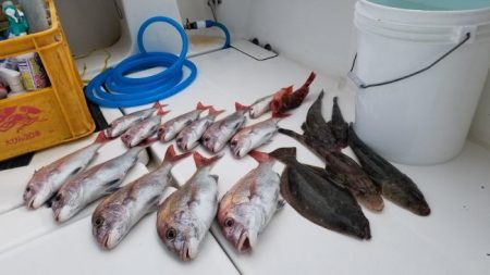 暁〜akatsuki〜 釣果