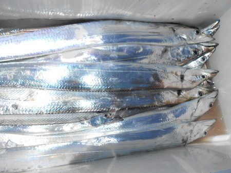 こうゆう丸 釣果