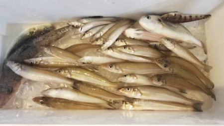 暁〜akatsuki〜 釣果