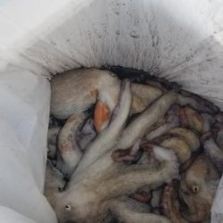 暁〜akatsuki〜 釣果