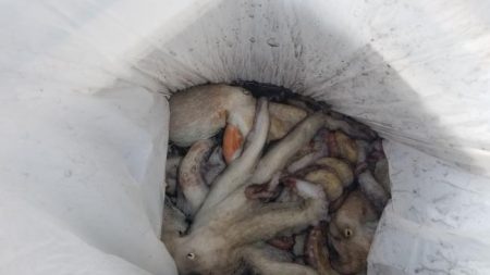 暁〜akatsuki〜 釣果