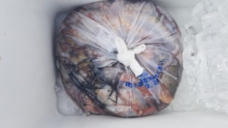 暁〜akatsuki〜 釣果