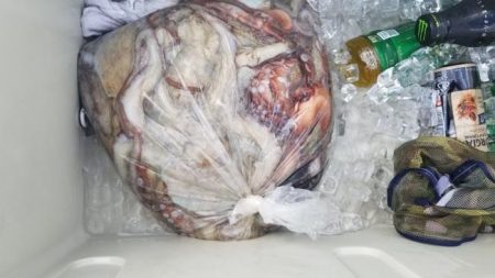 暁〜akatsuki〜 釣果