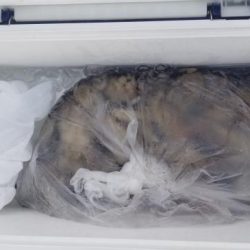 暁〜akatsuki〜 釣果