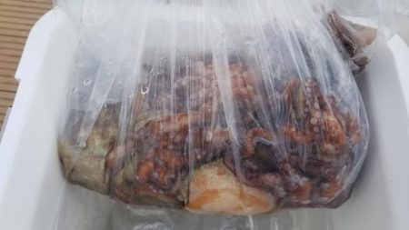 暁〜akatsuki〜 釣果