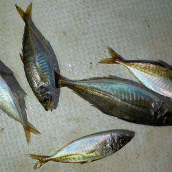 TOPGUN名古屋 釣果