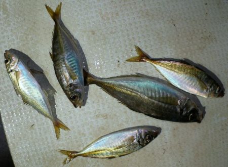 TOPGUN名古屋 釣果